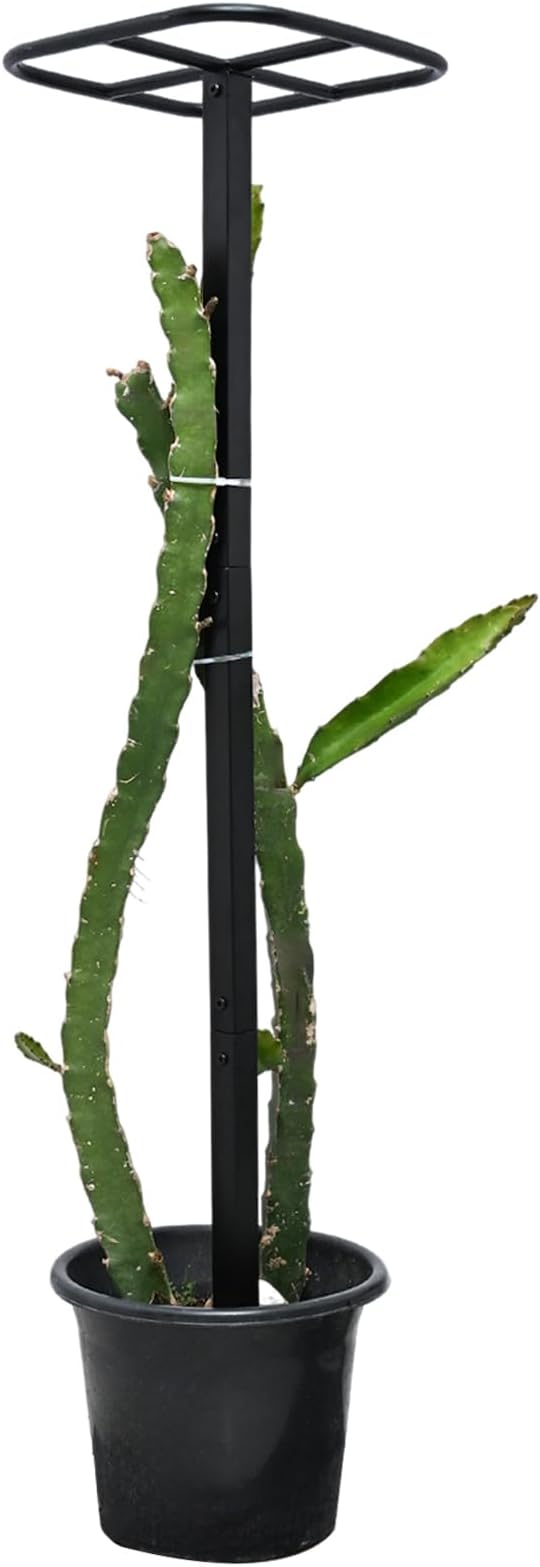 Dragon Fruit Trellis for Climbing Plants 50 * 12inches – Durable Metal Vertical Support Frame for Outdoor Gardens, Easy to Assemble, Stylish Design – Ideal Gift for Plant Enthusiasts