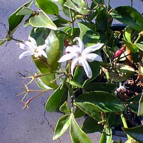 Live Angel Wing Jasmine (Jasminum Nitidum) Plants - Fragrant, White Blooming Evergreen Shrub for Any Garden (4 jas Angel Bags)