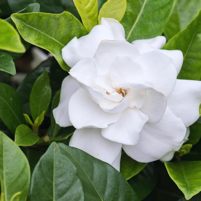 3 Gardenia Plants Live, Jasmine Plants Live Indoor, 3 to 5 Inc Tall, Frost Proof Gardenia Live Plant, Flowering Jasmine Plant