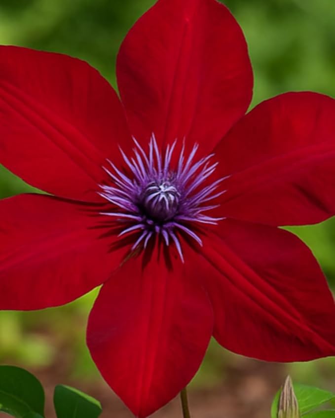 Perennial Farm Clematis Boulevard® Nubia™ Hybrid – Live Clematis Vine in 4 Quart Container, Rich Red Blooms, Compact Habit, Long Blooming, Perfect for Trellises, Containers & Small Space Gardens