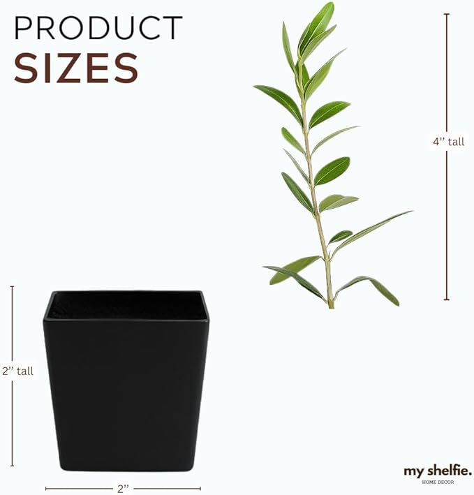 Dwarf Olive Tree Starter Plant, 2 Inch Pot, Indoor Outdoor Bonsai (5)