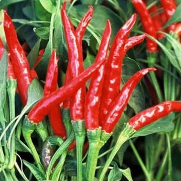 Clovers Garden Thai Gong Bao Dragon Hot Pepper Plants-Two (2) Live Plants – Non-GMO - Not Seeds – Each 4"-8" Tall in 4 Inch Pots -50K to 100K SHU, Edible Ornamental
