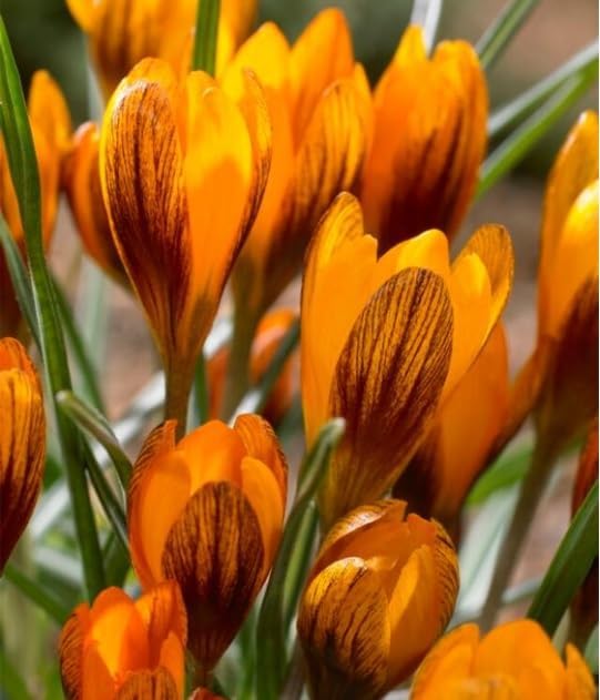 Orange Monarch Crocus Bulbs for Planting, Stunning Orange is a Rare Sight in Early Spring (10 Bulbs)