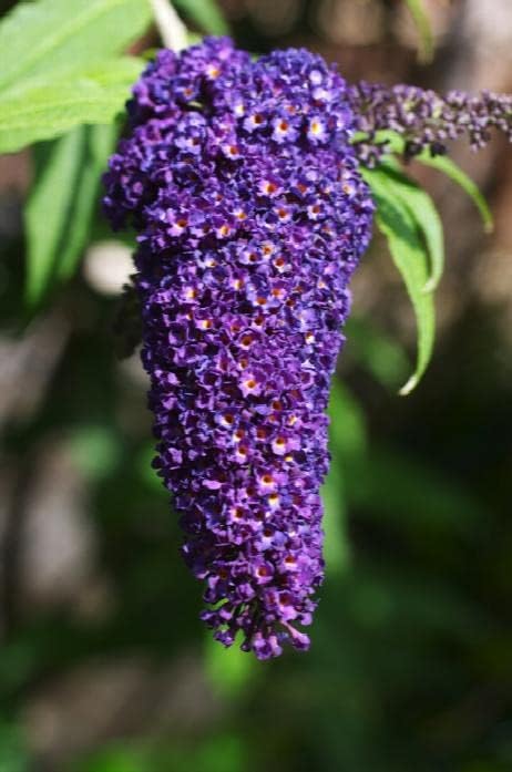 TriStar Plants - Butterfly Bush Black Knight, 1 Gallon Trade Pot - 1'ft Tall - Established Potted Plant, Buddleja - Fast Growing, Attracts Pollinators, Deer Resistant Flowering Shrub
