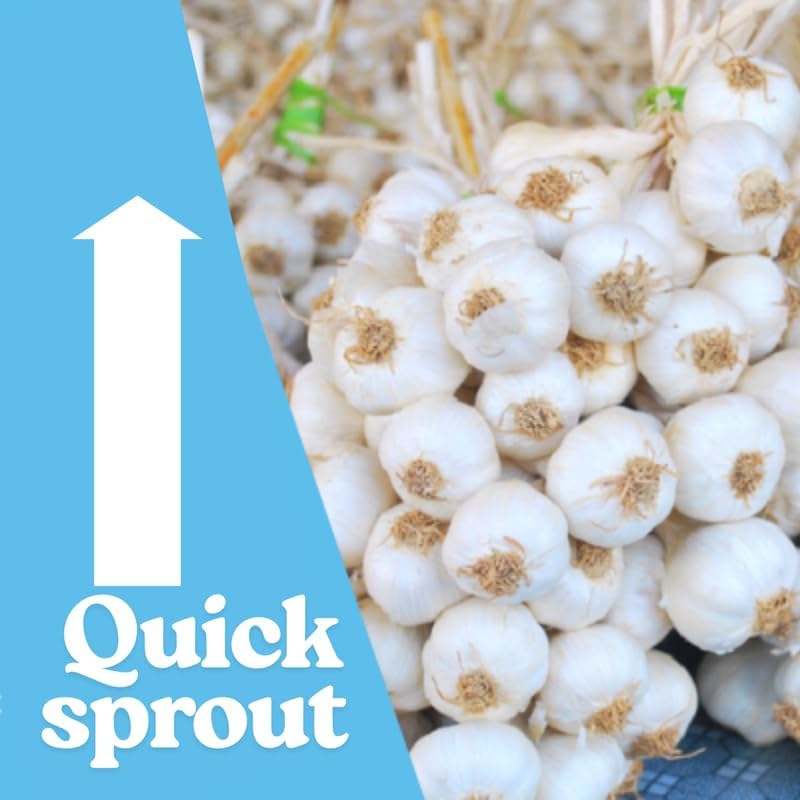 1 Pound Garlic for Planting in Fall Hardneck, 8 Red Garlic Bulbs for Planting, Fresh and High Yield Bulb Variety Pack, Hardy and Fast Growing