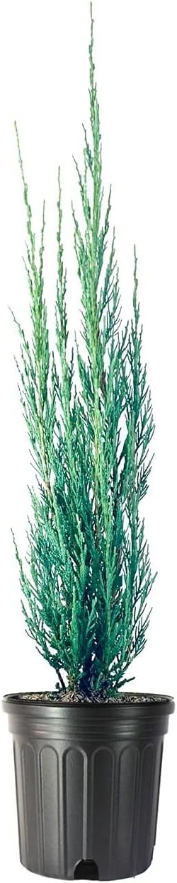 Skyrocket Juniper | 2 Live Gallon Size Trees | Juniperus Scopulorum | Drought Tolerant Cold Hardy Formal Upright Evergreen Plant