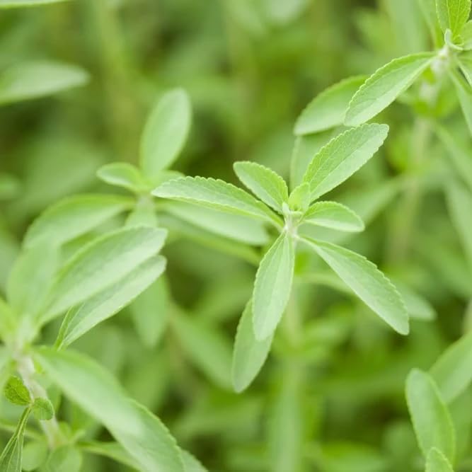 Live Stevia rebaudiana Plants, Sweet Leaf or Sugar Leaf, Natural Sugar Substitute Herb, Easy to Grow (4 stevia sacs)