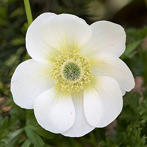 Easy to Grow Anemone The Bride 20 Plant Bulbs - White Flowers in Spring Outdoor, Full Sun