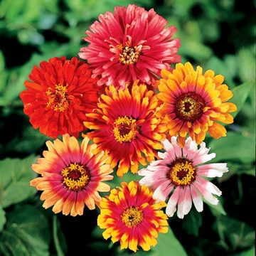 Park Seed Zinnia Flower Planting Seeds, Easy to Grow, Perfect for Spring Garden, Whirligig Hybrid, Pack of 50