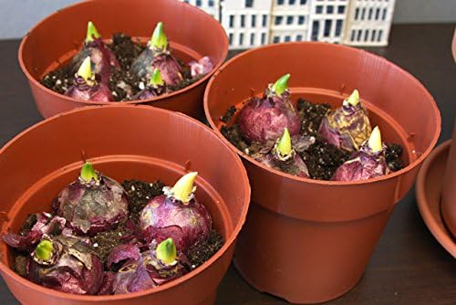 Carnegie White Hyacinth Bulbs - 8 Bulbs