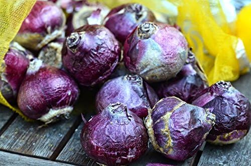 Jan Bos Pink Hyacinth Bulbs - 8 Bulbs