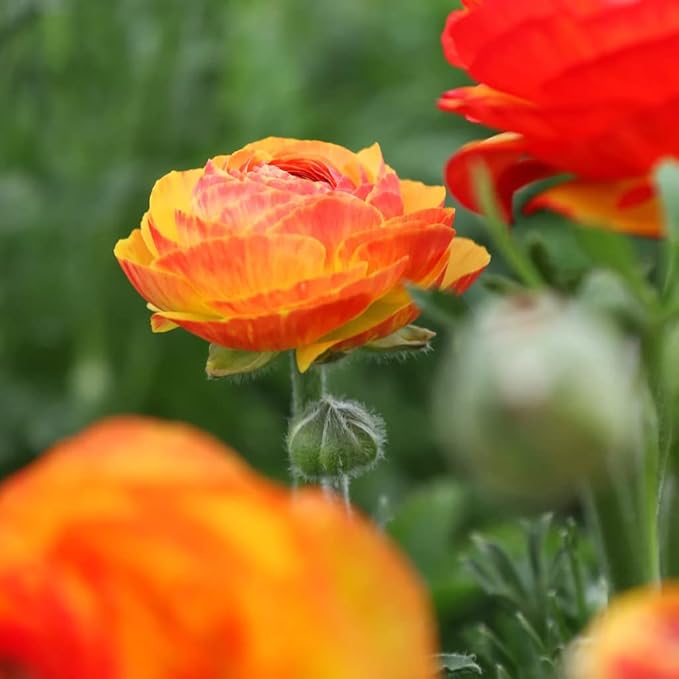 25 Orange Ranunculus Bulbs for Planting - Buttercup Flower Bulb Value Bag - Plant in Gardens, Containers & Flowerbeds - Easy to Grow Fall Perennial Flowers Bulbs by Willard & May