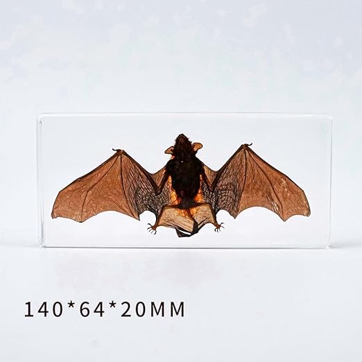 Real Bat Specimens, Resin Animal Specimens, Animal Skulls, Quirks, Biology, for Animal Specimen Enthusiasts, Science Classroom Science Education (Bat 5.6x2.6x0.8 Inch)