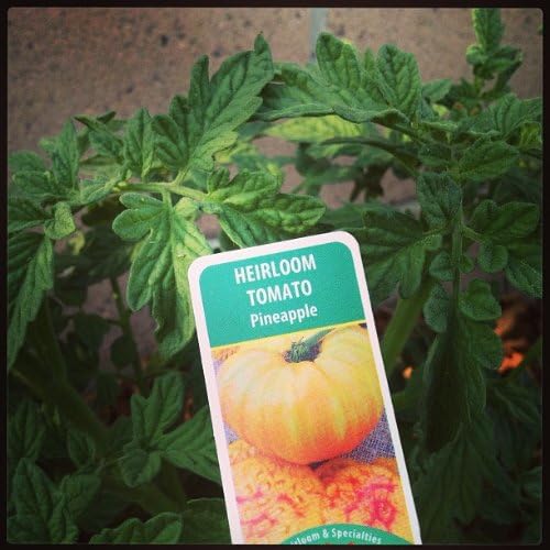 Clovers Garden Heirloom Pineapple Tomato Plants- Two (2) Live Plants – Non-GMO - Not Seeds – Each 4"-8" Tall in 4 Inch Pots - Indeterminate, Disease Resistant