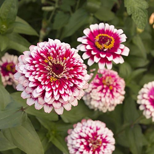 Park Seed Zinnia Flower Planting Seeds, Easy to Grow, Perfect for Spring Garden, Hidden Dragon, Pack of 50