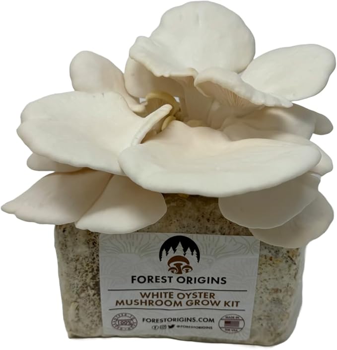 White Oyster Mushroom Grow Kit, Beginner Friendly & Easy to Use, Grows in 10 Days | Handmade in California, USA | Top Gardening Gift, Unique Gift