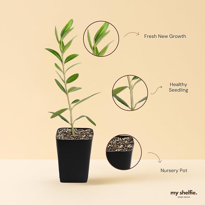 Dwarf Olive Tree Starter Plant, 2 Inch Pot, Indoor Outdoor Bonsai (1)