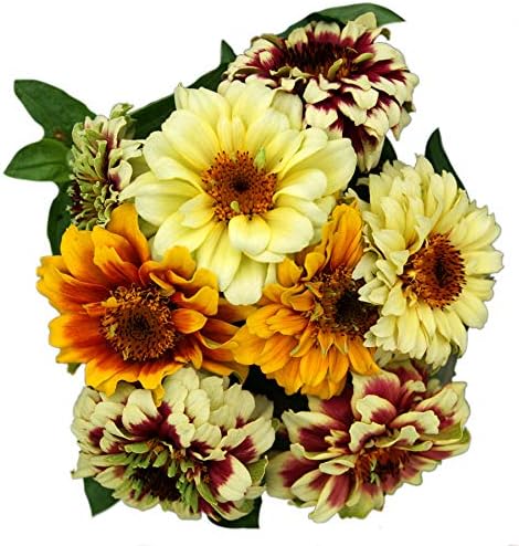 Park Seed Zinnia Flower Planting Seeds, Easy to Grow, Perfect for Spring Garden, Persian Carpet Mix, Pack of 50