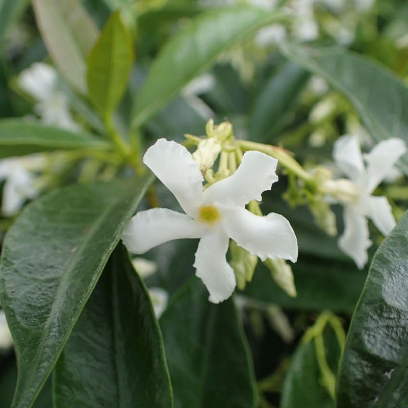 Star Jasmine/Confederate Jasmine - Trachelospermum Jasminoides. Live. Fragrant Flowers. (2 Plants in Sac)