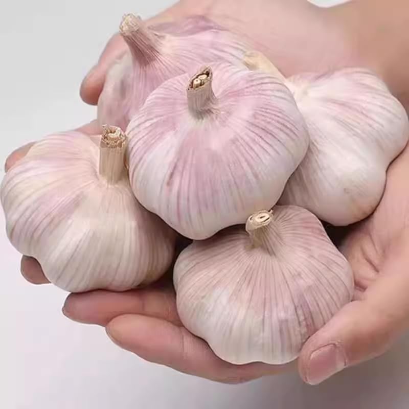 1 Pound Garlic for Planting in Fall Hardneck, 8 Purple Garlic Bulbs for Planting, Fresh and High Yield Bulb Variety Pack, Hardy and Fast Growing