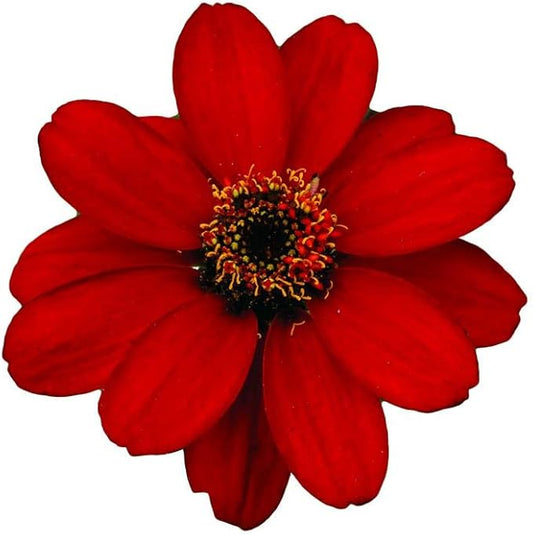 Park Seed Zinnia Flower Planting Seeds, Easy to Grow, Perfect for Spring Garden, Profusion Red, Pack of 25