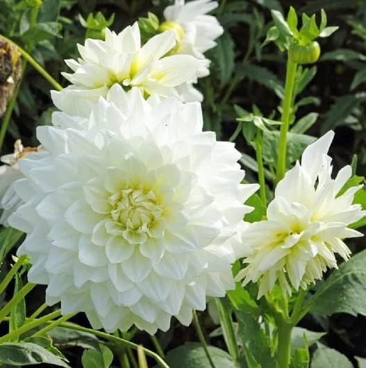 White Dinner Plate Dahlia Flower Bulbs for Planting | Easy to Grow and Maintain- Huge White Blooms (2 Pack)