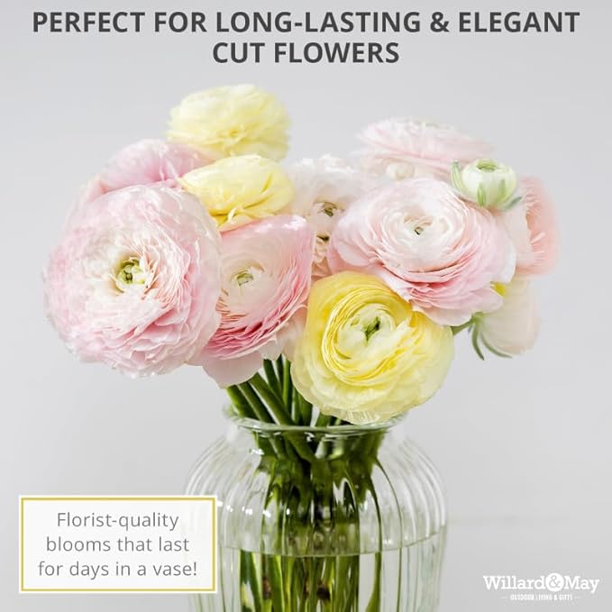 25 Pastel Mixed Ranunculus Bulbs Spring Planting - Buttercup Color Mix Value Bag - Plant in Gardens, Borders & Flowerbeds - Easy to Grow Flowers Bulbs by Willard & May