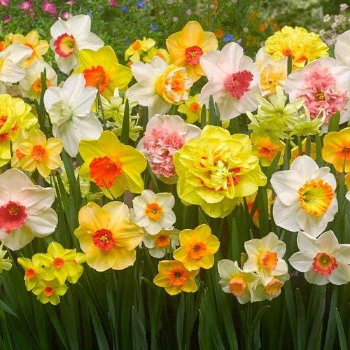Daffodil Mix Bulbs for Planting - Easy to Grow Perennial Flowers for Garden or Containers (100 Bulbs)