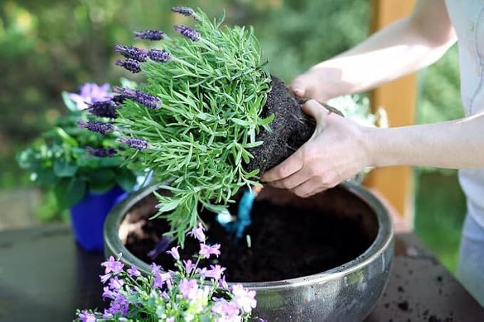 Premium Lavender Potting Mix - Nourish Your Lavender Plants for Beautiful Blooms - 1 Quart