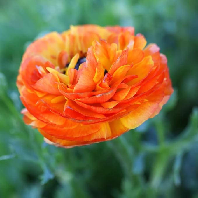 25 Orange Ranunculus Bulbs for Planting - Buttercup Flower Bulb Value Bag - Plant in Gardens, Containers & Flowerbeds - Easy to Grow Fall Perennial Flowers Bulbs by Willard & May