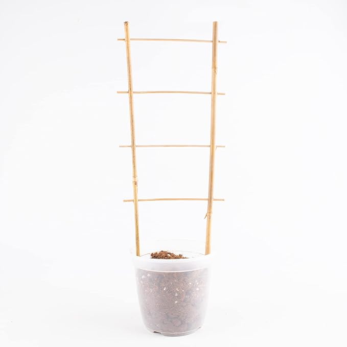 Avalution 10 Pack Natural Bamboo Trellis for Climbing Plants 16" Outdoor Garden Ladder Trellis, Fan -Shaped Plant Support Trellis for Potted Plant