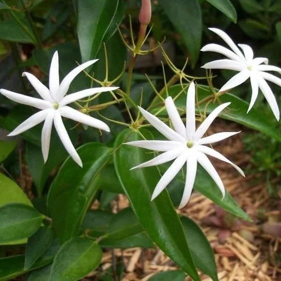 Live Angel Wing Jasmine (Jasminum Nitidum) Plants - Fragrant, White Blooming Evergreen Shrub for Any Garden (4 jas Angel Bags)