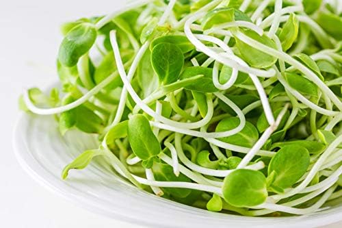 Nature Jims Sprouts Sunflower Seed - Certified Organic Black Oil Sunflower Sprouts for Soups - Raw Bird Food Seeds - Non-GMO, Chemicals-Free - Easy to Plant, Fast Sprouting Sunflower Seeds - 8 Oz