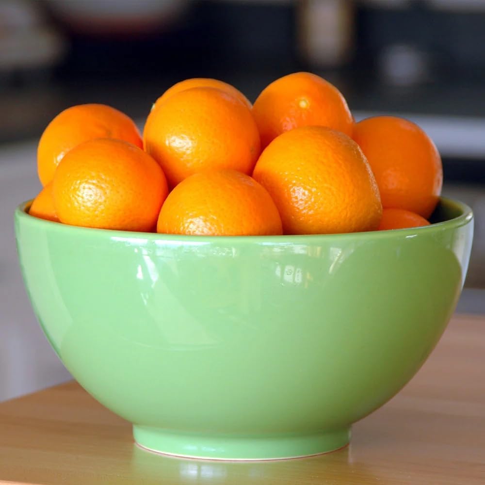 Brighter Blooms - Calamondin Tree, 2-3 Feet - Live Plant - No Shipping to AL, AZ, FL, GA, LA, OR, TX