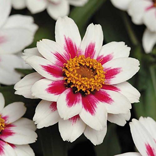 Park Seed Zinnia Flower Planting Seeds, Easy to Grow, Perfect for Spring Garden, Zahara Starlight Rose, Pack of 25