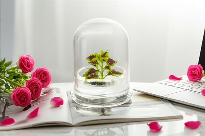 Rainbow Floral Terrarium - Self Grow, Maintenance Free -Coleus - 4" Dome