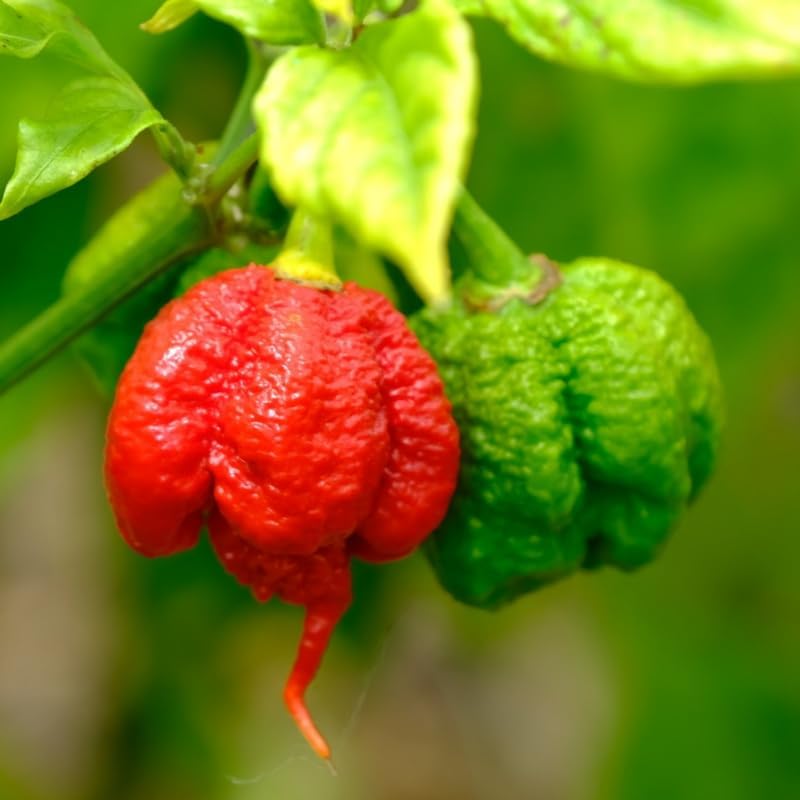 Set 4 Super Hot Peppers Live Plants, 90 Days Old Hot Pepper Chili Plant for Spring Planting, Assorted Color (Carolina Reaper)