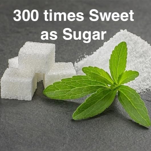 Live Stevia rebaudiana Plants, Sweet Leaf or Sugar Leaf, Natural Sugar Substitute Herb, Easy to Grow (2 stevia Cups)