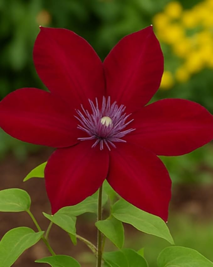 Perennial Farm Clematis Boulevard® Nubia™ Hybrid – Live Clematis Vine in 4 Quart Container, Rich Red Blooms, Compact Habit, Long Blooming, Perfect for Trellises, Containers & Small Space Gardens