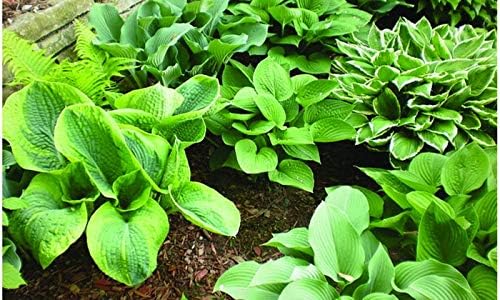 Best Deal on Amazon 9-Pack Hosta Bare Root Perennial Plants - Fresh from Our Farm Ship Fast Directly to you. Perfect for any home & garden grows year after year!