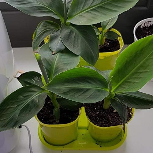 Indoor Banana Tree Ornamental Perennial Non-GMO