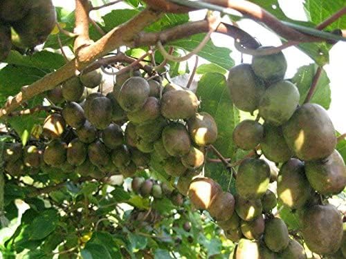 3 Hardy Kiwi Plants- 2 Female Ananasnaya, and One Male Pollinater-All in 4 Inch Cups/Kiwi Aruguta. Awesome Starter Plants!