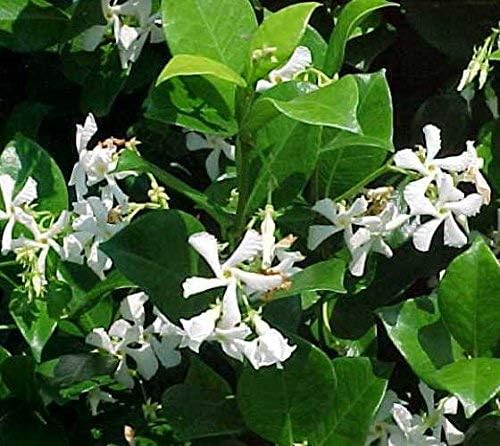 New Life Nursery & Garden 'Confederate Jasmine Vine, Trade Gallon Pot