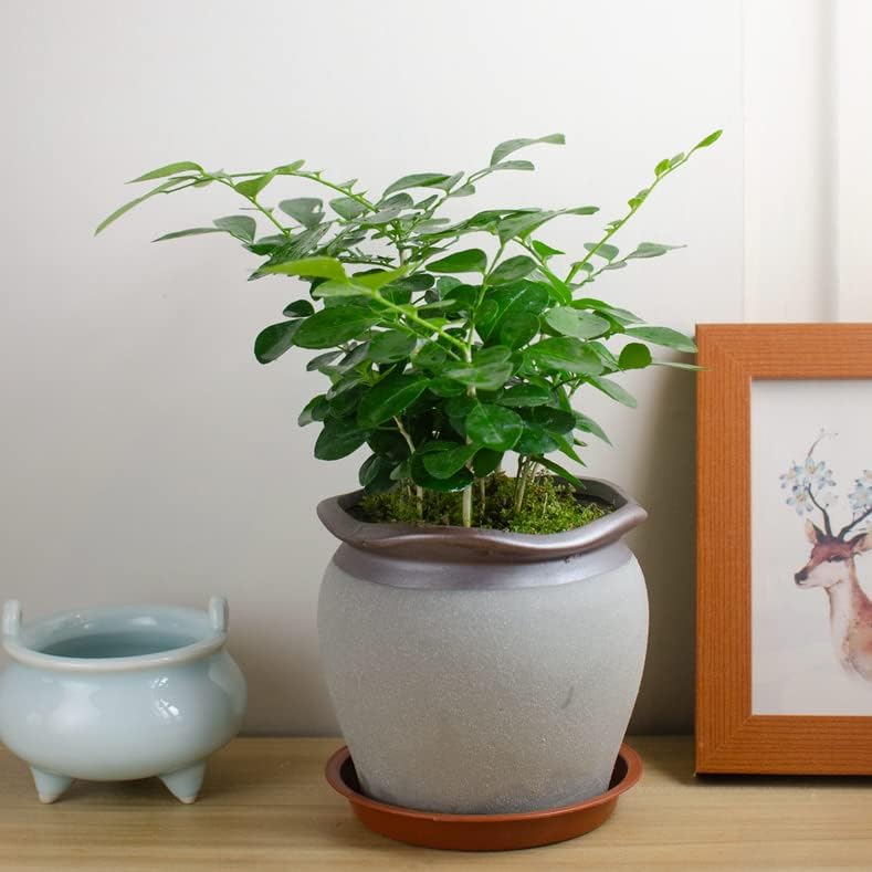 2 Pack of 10 inch Plant Saucer, Bird Bath Bowl 10 inch, Plant Tray for Pots, Plant Saucers for Indoors, Plant Trays for Planter 8"/9"/10" (10 inch, Terracotta)