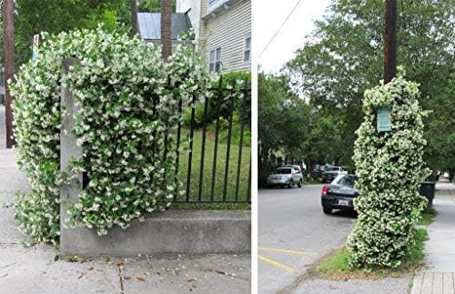 New Life Nursery & Garden 'Confederate Jasmine Vine, Trade Gallon Pot