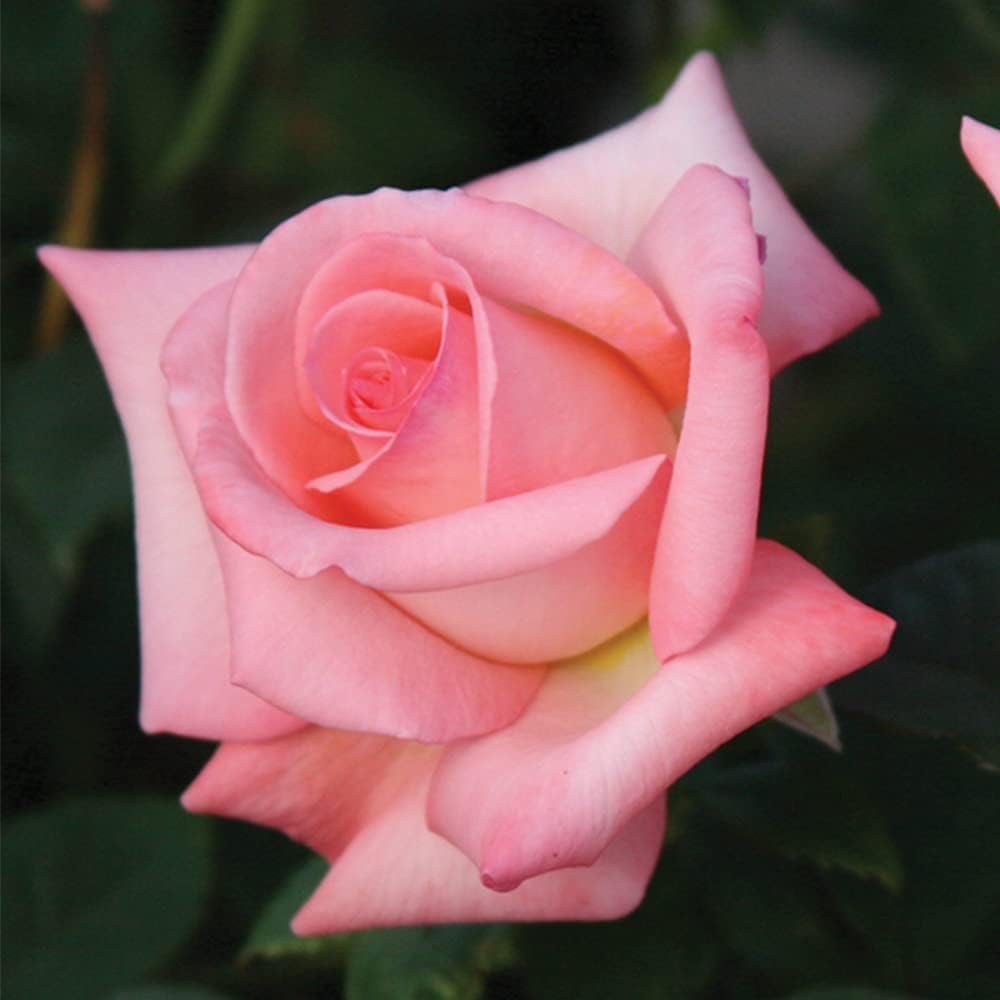 Heirloom Roses Rose Plant - Bride Pink Rose Bush, Hybrid Tea Live Plant for Planting Outdoors