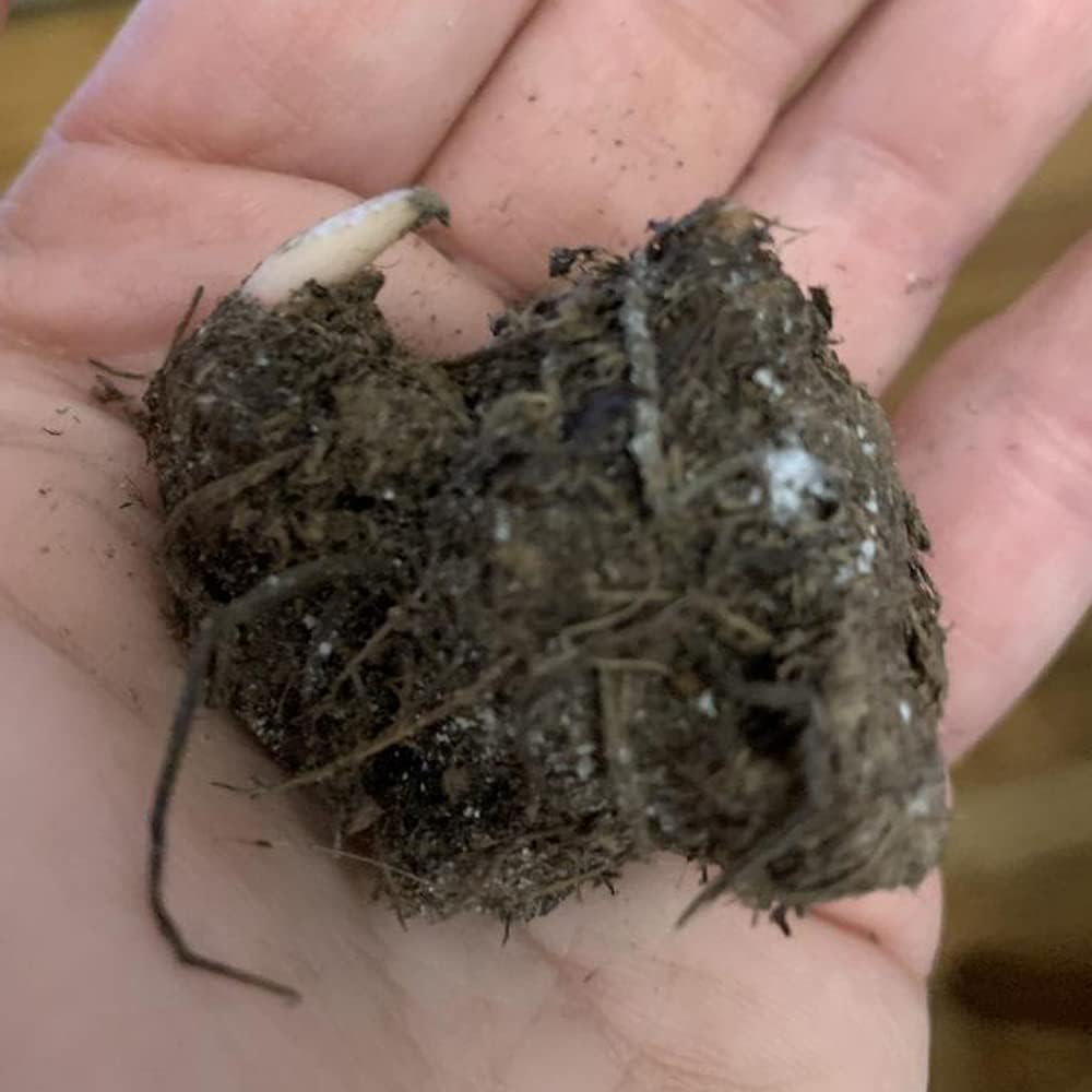 UtopiaSeeds June Bride Caladium Bulb - Fancy Leaf Caladium - 1 Caladium Root