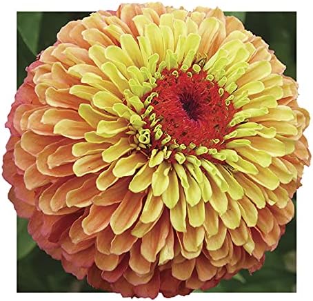 Park Seed Zinnia Flower Planting Seeds, Easy to Grow, Perfect for Spring Garden, Queeny Lime Orange, Pack of 25