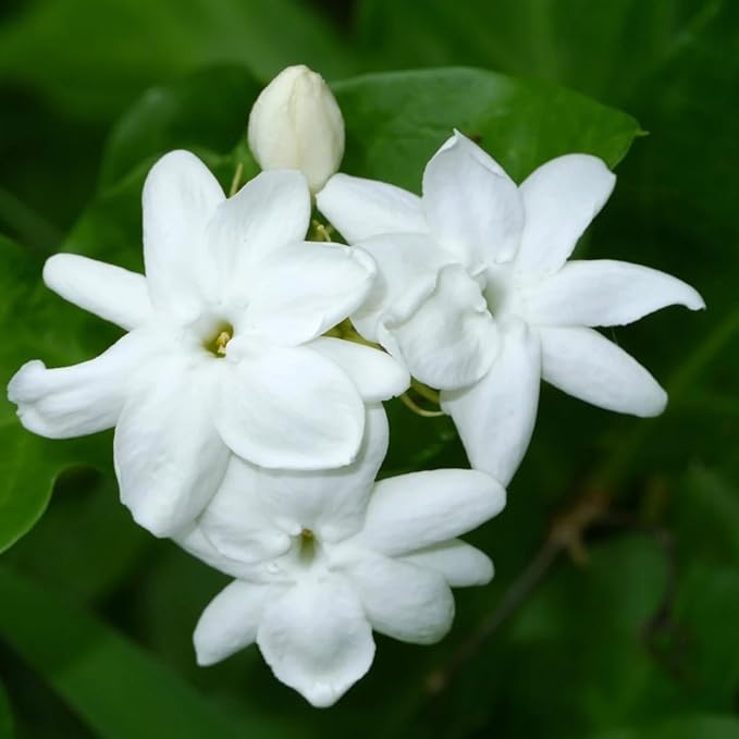 Arabian Jasmine (Jasminum Sambac) - Live, Fragrant, Blooming, Indoor/Outdoor Decorative Plant (2 Arab jas Cups)