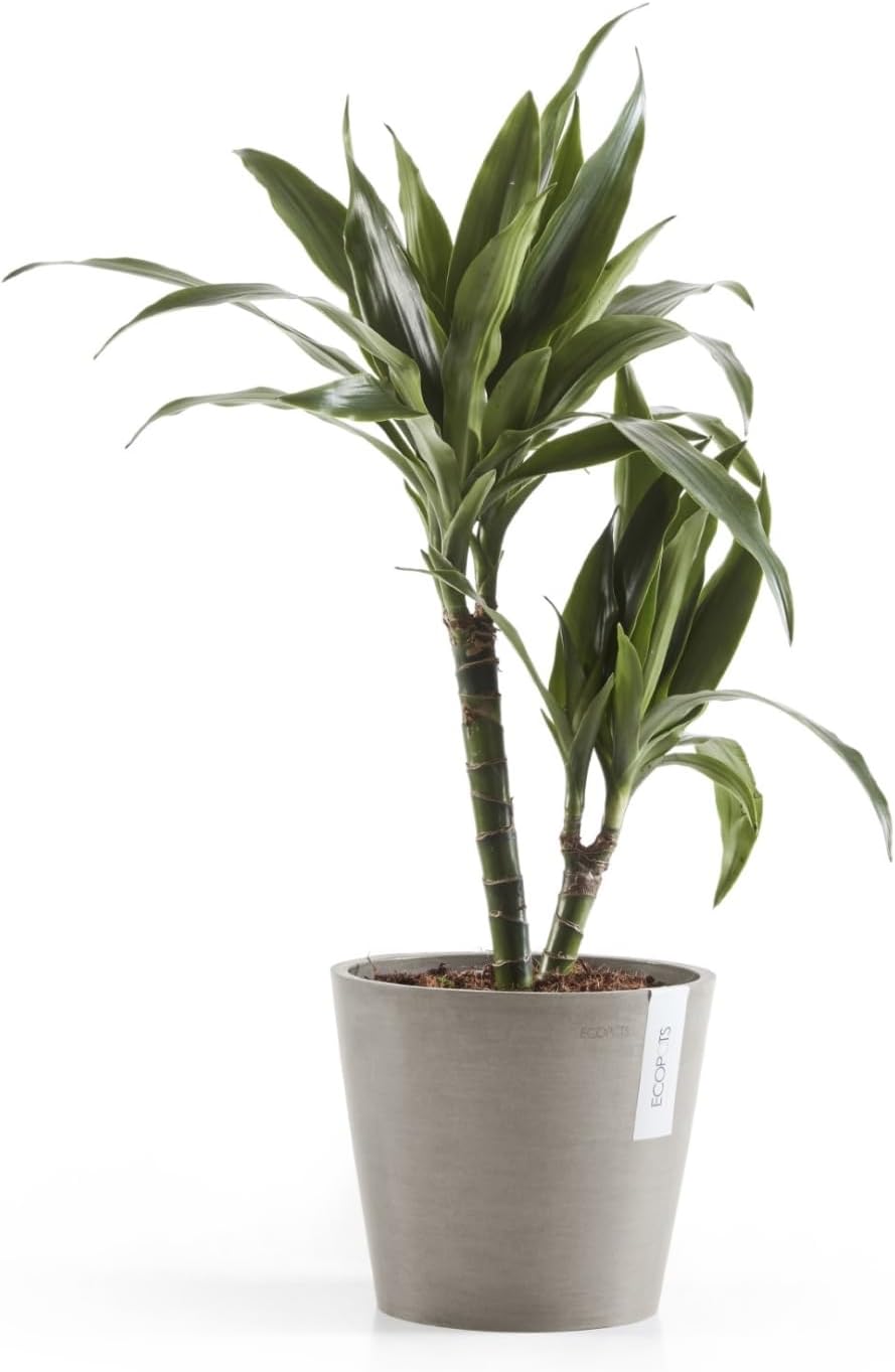 Ecopots Amsterdam Durable Modern Round Indoor/Outdoor Recycled-Based Composite Flower Pot Planter, Taupe, 8"